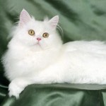 persian kitten , 7 Beautiful Pictures Of Persian Cats In Cat Category