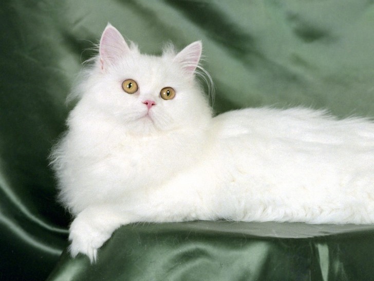 Cat , 7 Beautiful Pictures Of Persian Cats : Persian Kitten