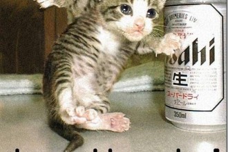 Cat , 6 Best Hilarious Cat Pictures With Captions : photo fun pic