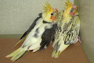 Pied And Whiteface Split Cockatiels , 6 Nice Cockatiel Breeders In Birds Category