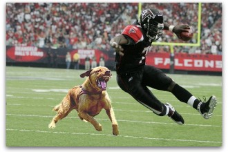 Pitbull Fight  , 6 Popular Michael Vick Dog Fighting Pictures In Dog Category