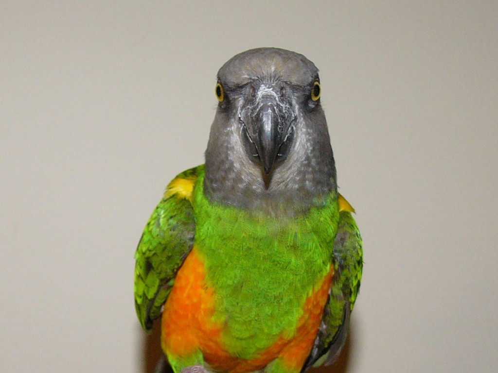 poicephalus senegalus parrot : Biological Science Picture Directory - Pulpbits.net