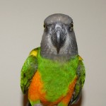 poicephalus senegalus parrot , 7 Wonderful Senegal Parrots In Birds Category