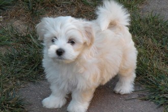 Puppies , 7 Awesome Pictures Of Havanese Dogs In Dog Category