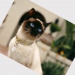 ragdoll cat , 8 Cute Cat Breeds Pictures In Cat Category