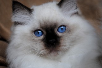 Ragdoll Cat Breeders , 5 Fabulous Ragdoll Cat Pictures In Cat Category