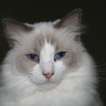 ragdoll cats , 5 Gorgeous Ragdoll Cats Pictures In Cat Category