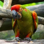 red fronted macaw , 7 Cool Red Fronted Macaw In Birds Category