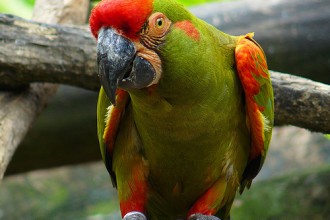 Red Fronted Macaw , 7 Cool Red Fronted Macaw In Birds Category