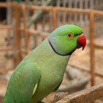 ringneck parrot facts , 8 Nice Ringneck Parrot In Birds Category