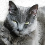 russian blue , 7 Gorgeous Pictures Of Russian Blue Cats In Cat Category