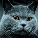russian blue cats , 7 Gorgeous Pictures Of Russian Blue Cats In Cat Category