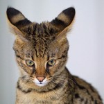 savana cat , 7 Lovely Savannah Cat Pictures In Cat Category