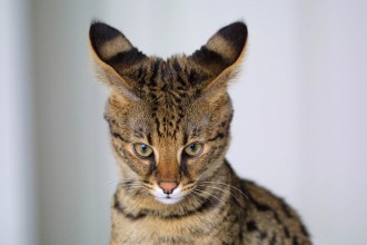 Savannah Cat Breed , 8 Cute Cat Breeds Pictures In Cat Category