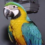 scarlet macaw , 7 Good Macaw Lifespan In Birds Category
