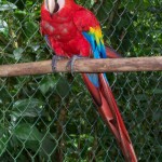 scarlet macaw , 8 Cool Macaw Rescue In Birds Category