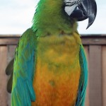 scarlet macaw , 8 Wonderful Miligold Macaw In Birds Category