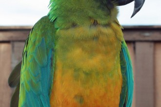 Scarlet Macaw , 8 Wonderful Miligold Macaw In Birds Category