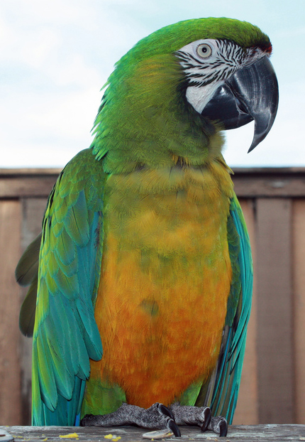 Birds , 8 Wonderful Miligold Macaw : Scarlet Macaw