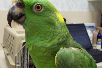Senegal Parrot , 6 Wonderful Yellow Naped Amazon Parrot In Birds Category
