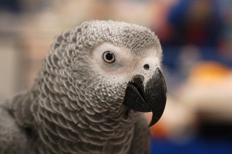 Senegal Parrot , 7 Cute Baby African Grey Parrot In Birds Category