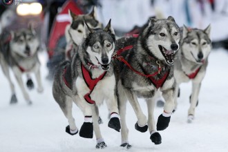 Sled Dog Race , 7 Nice Pictures Of Sled Dogs In Dog Category