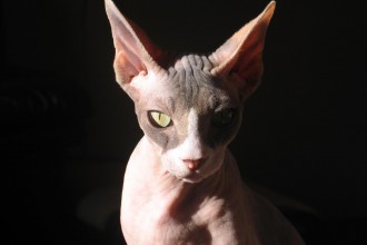 Sphinx , 6 Wonderful Sphynx Cat Pictures In Cat Category
