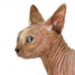 sphynx cat , 6 Unique Hairless Cat Pictures In Cat Category