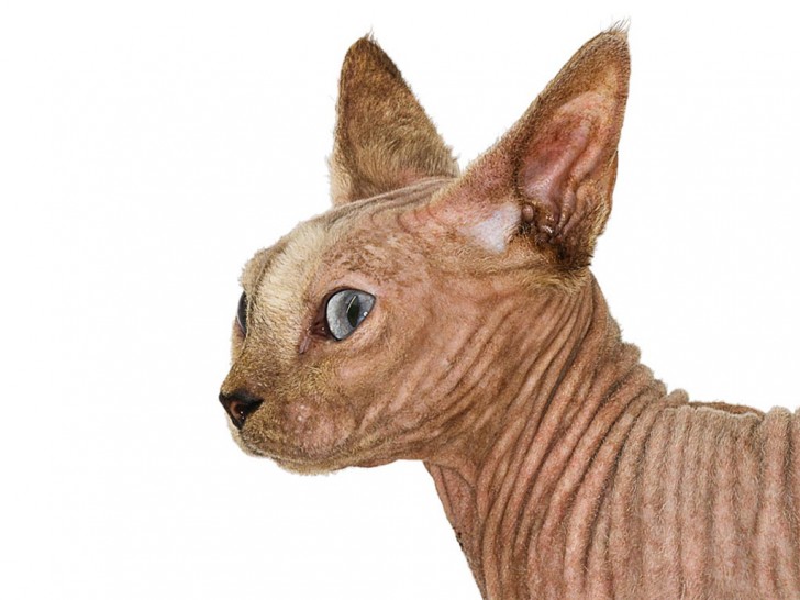 Cat , 6 Unique Hairless Cat Pictures : Sphynx Cat