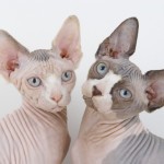 sphynx cats , 7 Top Rated Pictures Of Sphynx Cats In Cat Category