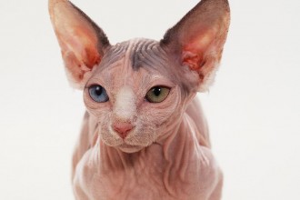 Sphynx Cats , 6 Wonderful Sphynx Cat Pictures In Cat Category