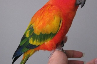 Sun Conure Parrot Facts , 7 Beautiful Sun Conure Parrot In Birds Category