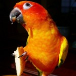 sun conure parrot facts couple , 7 Beautiful Sun Conure Parrot In Birds Category