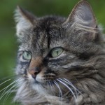 tabby cat , 6 Wonderful Tabby Cat Pictures In Cat Category