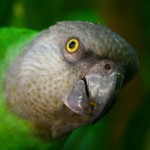 talking parrot , 7 Wonderful Senegal Parrots In Birds Category