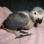 the african grey parrot , 7 Cute Baby African Grey Parrot In Birds Category