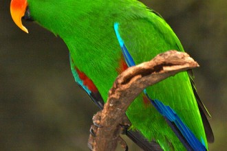 The Eclectus Parrot , 7 Nice Eclectus Parrot In Birds Category