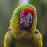 the great green macaw , 8 Nice Great Green Macaw In Birds Category