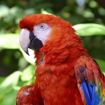 the scarlet macaw , 7 Popular Scarlet Macaw In Birds Category