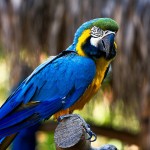 throated Macaw , 7 Awesome Blue Throated Macaw In Birds Category