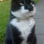 tuxedo cat moustache , 6 Charming Pictures Of Tuxedo Cats In Cat Category