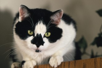 Tuxedo Cats , 7 Gorgeous Tuxedo Cat Pictures In Cat Category