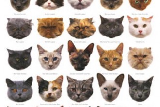 Which Kind Of Cat , 6 Best List Of Cat Breeds With Pictures In Cat Category