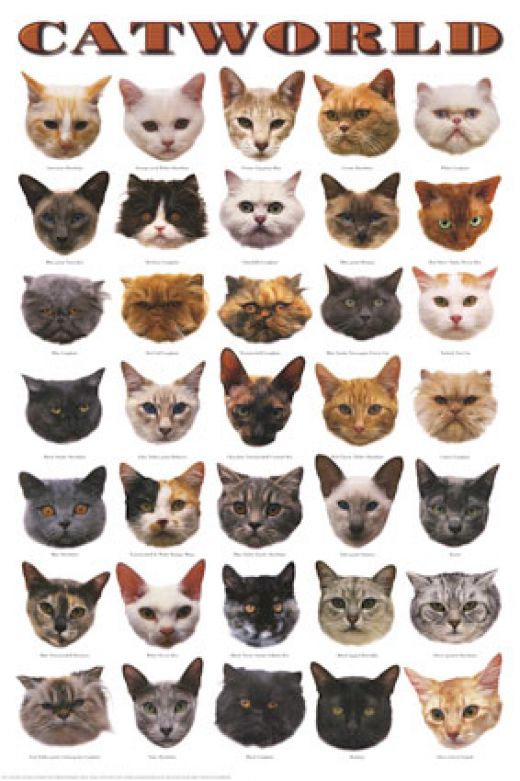 Cat , 6 Best List Of Cat Breeds With Pictures : Which Kind Of Cat