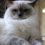white Ragdoll Cat , 6 Wonderful Pictures Of Ragdoll Cats In Cat Category