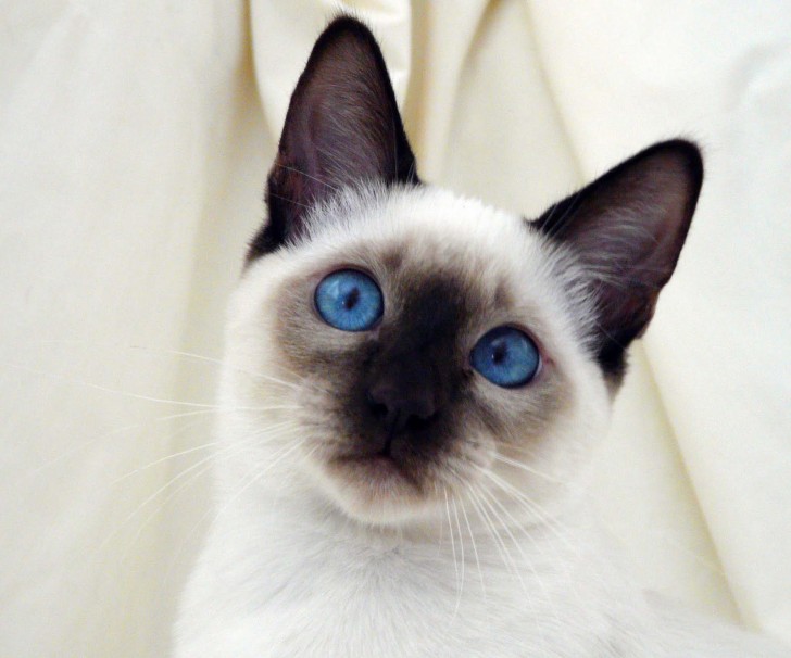 Cat , 7 Nice Siamese Cats Pictures : White Siamese Cats