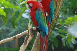 Winged Macaw , 8 Charming Green Wing Macaw In Birds Category