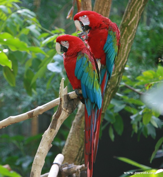 Birds , 8 Charming Green Wing Macaw : Winged Macaw