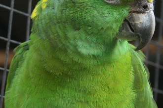 Yellow Naped Amazon , 6 Wonderful Yellow Naped Amazon Parrot In Birds Category