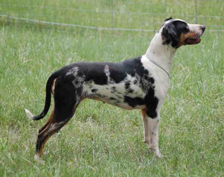 Dog , 7 Gorgeous Catahoula Dog Pictures : Yorkshire Terrier